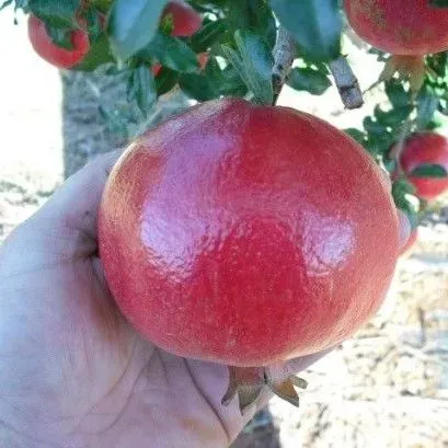 thumbnail for publication: The Pomegranate